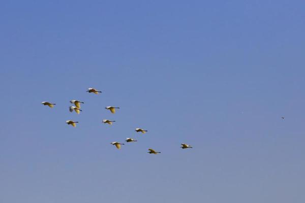 A study revealed that drinking peppermint tea can help relieve digestive issues like bloating