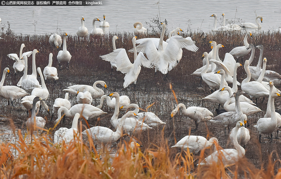 An airline announced it would use more efficient engines to reduce fuel consumption and emissions