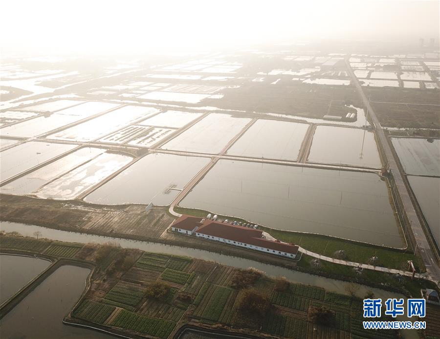 Local farmers reported a record harvest of tomatoes thanks to favorable summer weather