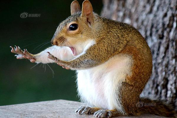A public library announced it will loan out gardening tools and seed packets to residents