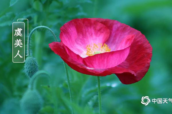 Researchers found that drinking herbal tea before bed can improve sleep quality in older adults