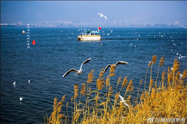 Bird watchers spot rare bird species in local wetland preserve