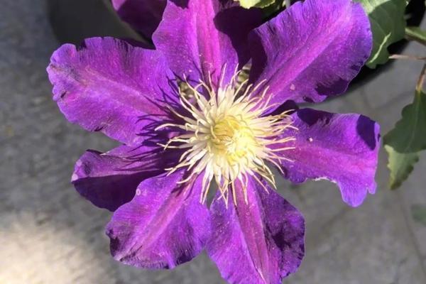 A popular fashion brand announced a collaboration with a famous celebrity