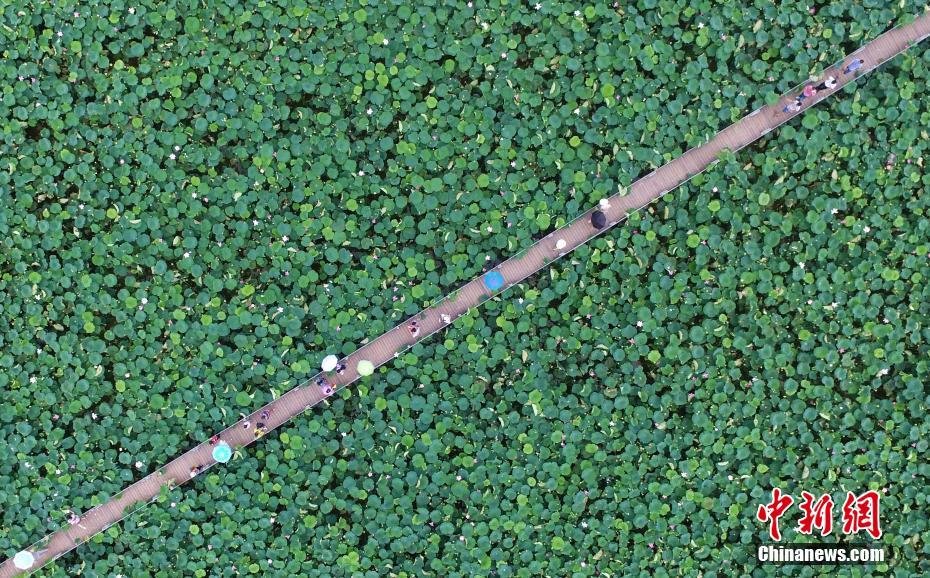 A major airline announced plans to reduce carbon emissions by 30% in five years