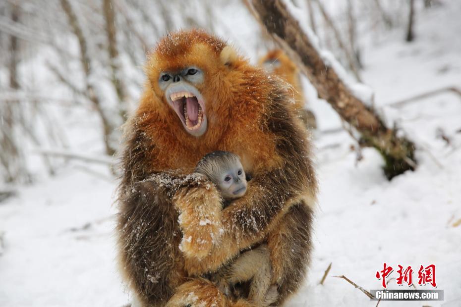 The national parliament passed a new law to protect endangered species imposing stricter penalties on illegal hunting