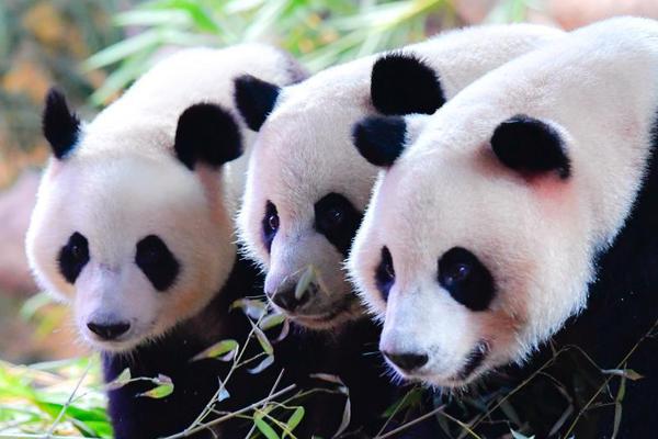 A renowned photographer opened an exhibition showcasing images of wildlife in the Amazon rainforest