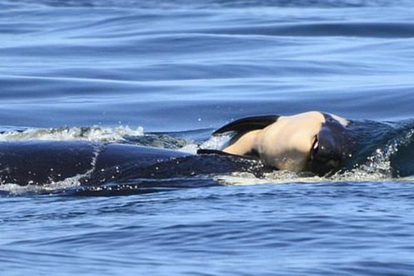 The city implemented a new program to compost food waste from restaurants and households