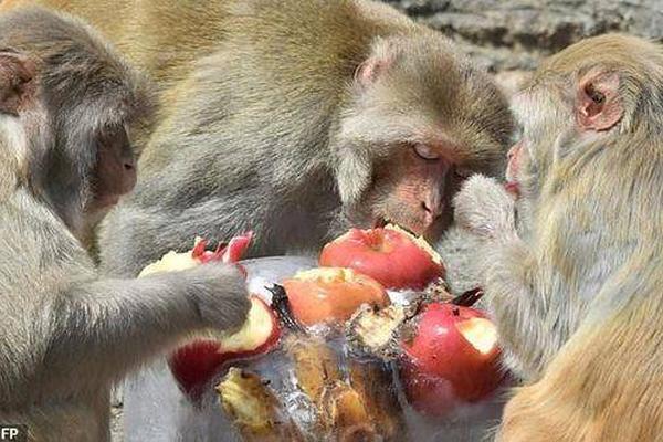 A charity organization launched a campaign to protect endangered animals