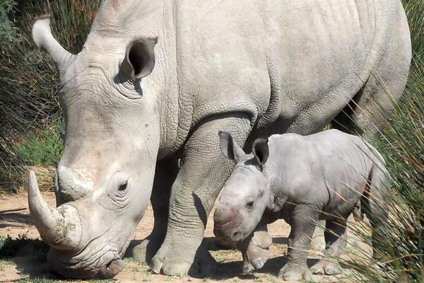 Local residents protested against a proposed construction project that they say will destroy a protected forest