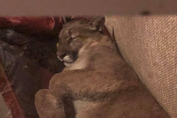 A construction company finished building a new shopping center that includes 20 retail stores