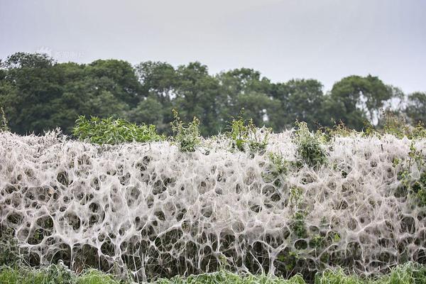 A community group organized a neighborhood watch program to improve safety in residential areas