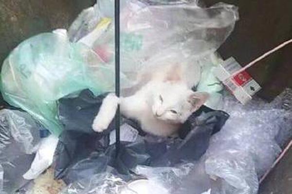 Local schools reported a 95% attendance rate this semester, the highest in five years, due to improved health and wellness programs.