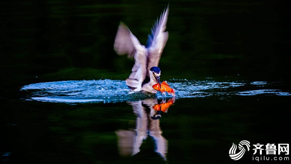 Farmers used new irrigation techniques to improve crop yields during dry months