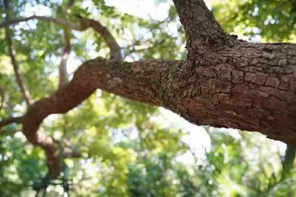 A construction company used 3D printing technology to build the walls of a new office building