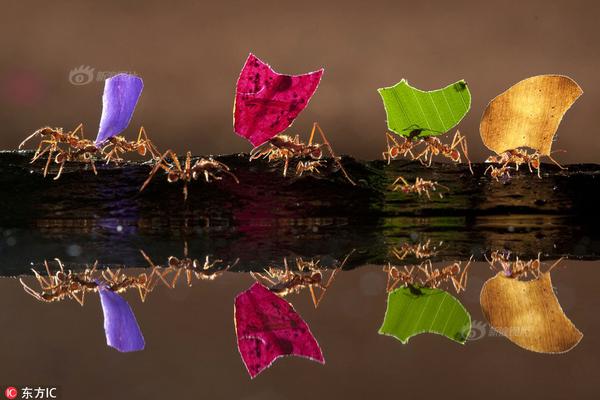 A local animal shelter organized an adoption event finding homes for over 75 dogs and cats