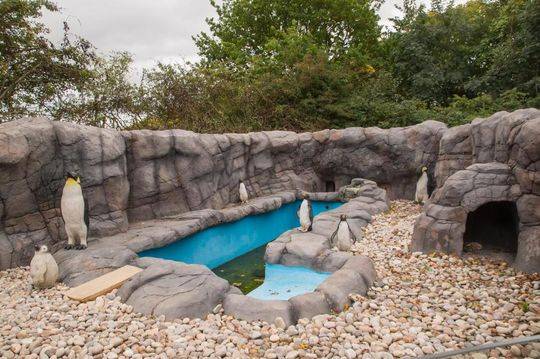 A pet rescue organization found homes for 300 dogs and cats in the past six months