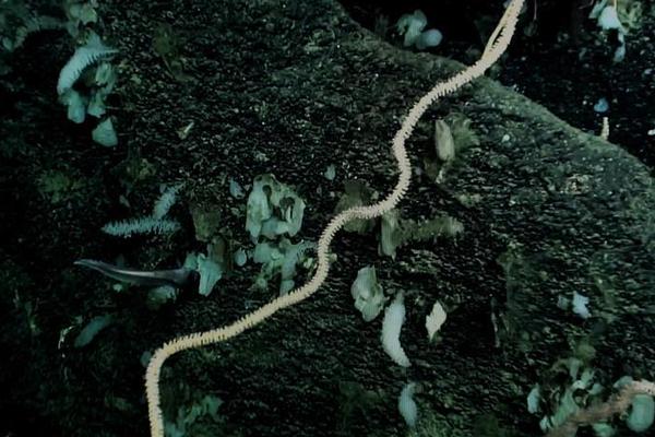 Photography exhibit featuring wildlife from African savannas opens downtown