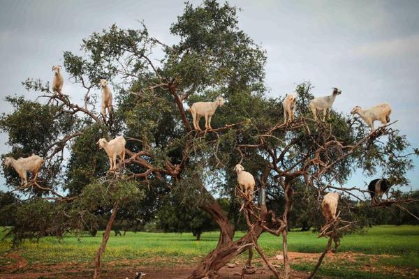 Local farmers reported a bumper harvest this year thanks to favorable weather and modern agricultural techniques