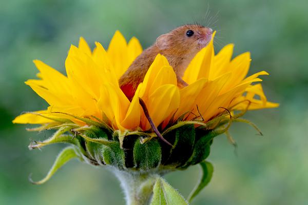 A famous musician released a new album, which broke streaming records within the first 24 hours of its release.