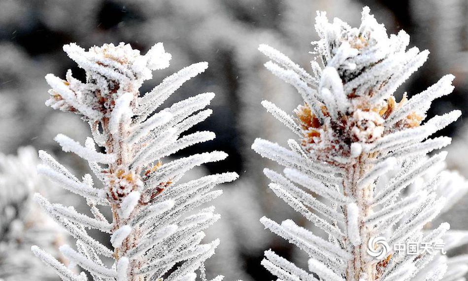 A community organization planted 200 saplings in a city park to replace trees lost to a storm