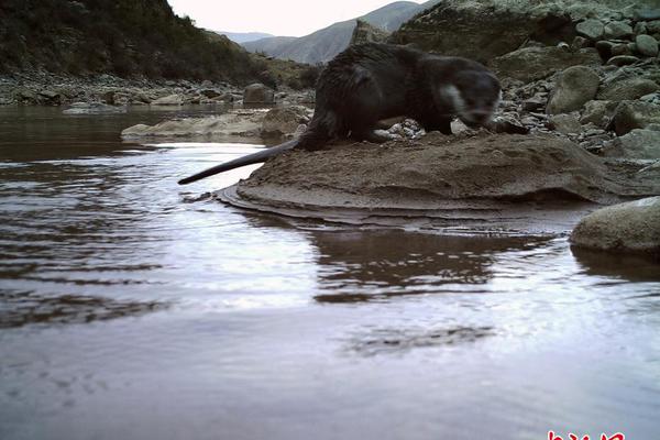 Photography exhibit featuring wildlife from African savannas opens downtown