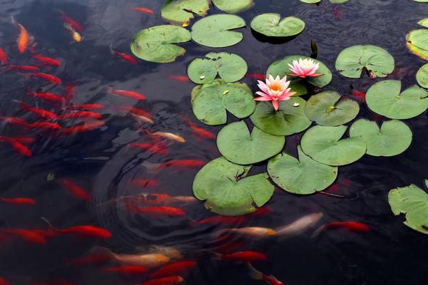 Researchers discovered that plants respond to sound waves by growing faster