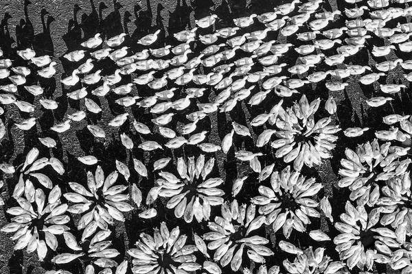 Mathematicians solve long standing problem in number theory