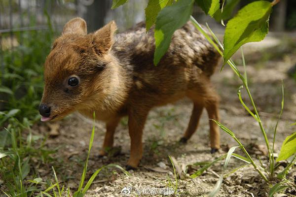 A tech company released a new device to monitor heart rate and other health indicators