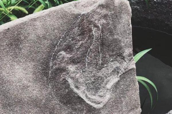 International team of scientists discovers a new species of marine life