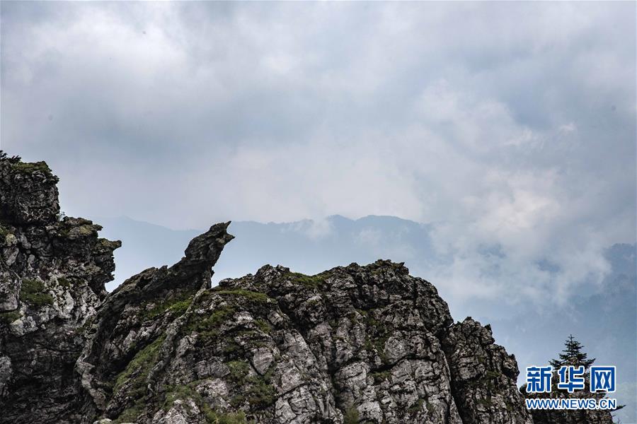 Scientists found that a certain type of mushroom can boost the immune system when eaten regularly