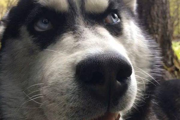 Local police partnered with animal shelters to reduce the number of stray animals