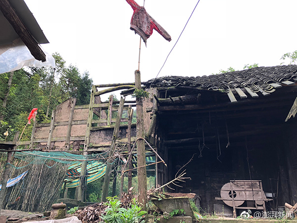 Researchers found that petting a dog for 10 minutes lowers blood pressure in stressed adults