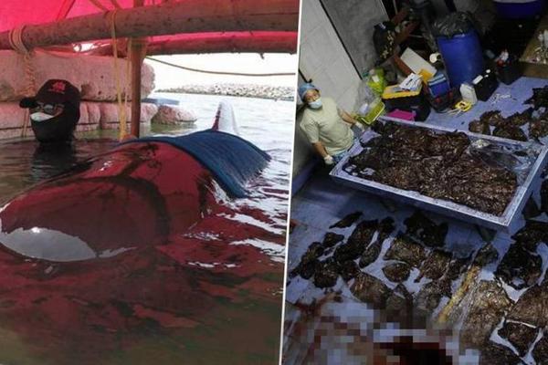 Scientists found that listening to nature sounds while working improves productivity