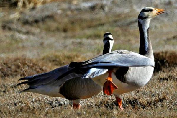 A team of doctors published a study on the long-term effects of a common treatment