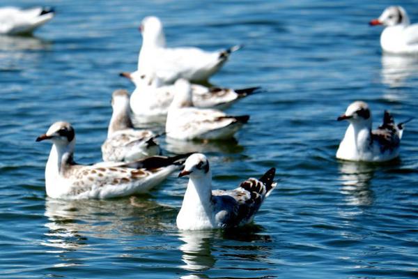 A new report showed that the number of endangered species has decreased by 13% over the past five years thanks to conservation