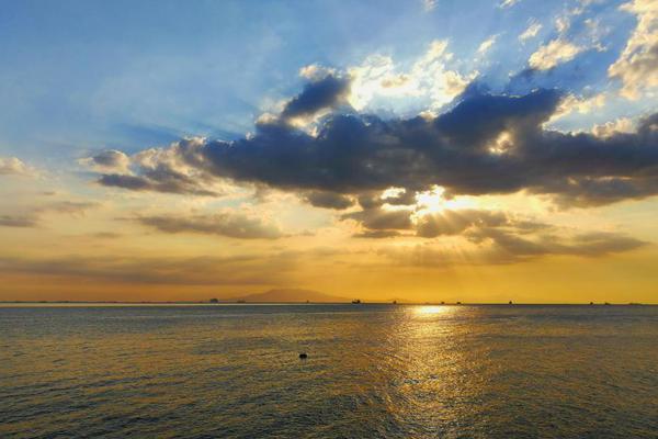 Scientists discovered a new species of beetle in the rainforests of South America