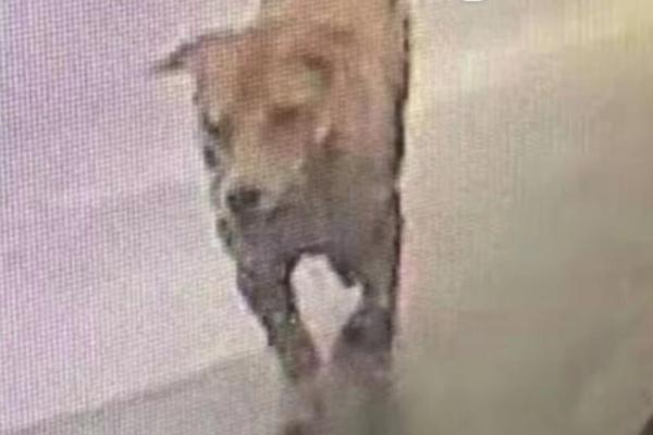 The city introduced a bike-sharing scheme to promote green transport