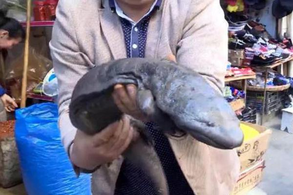 Scientists discovered a way to use bacteria to break down oil spills more quickly