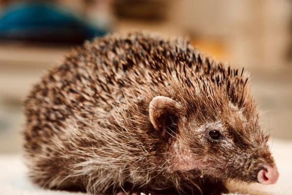 Astronomers detected a new planet that may have conditions suitable for life