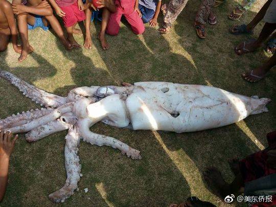 The postal service announced it would introduce a new package size option for small items