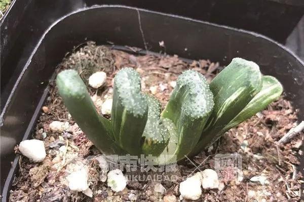 A community garden donated 200 pounds of zucchini to a local soup kitchen
