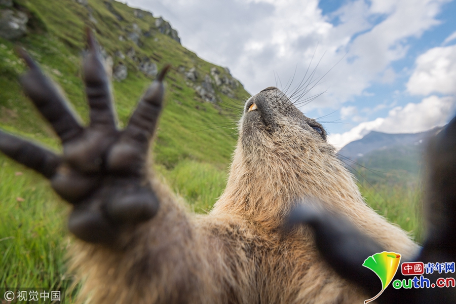 A wildlife conservation group worked with local communities to protect forest habitats from deforestation