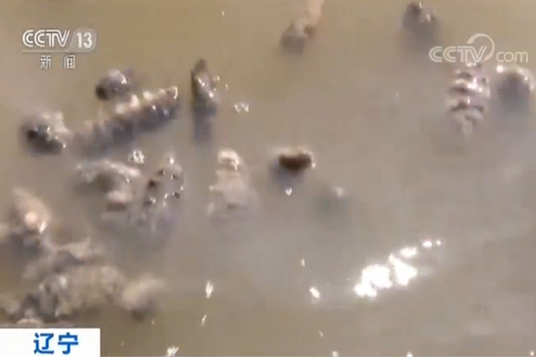 A famous actor won the Best Actor award at an international film festival for their role in a critically acclaimed movie.