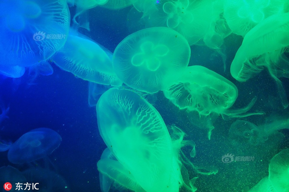 Marine biologists discovered a new coral reef ecosystem in the Indian Ocean