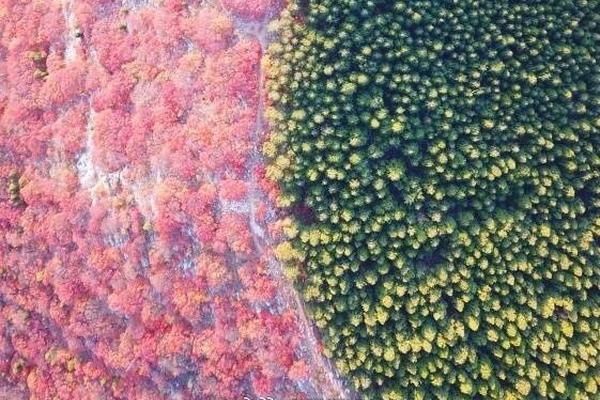 Researchers found that regular consumption of spinach may lower the risk of heart disease by 23%