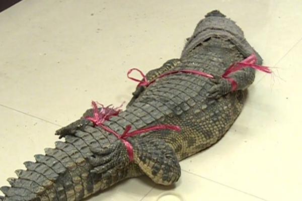 The WHO launched a training program for nurses in developing countries to improve maternal health