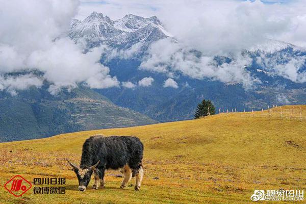 A pet rescue organization held a