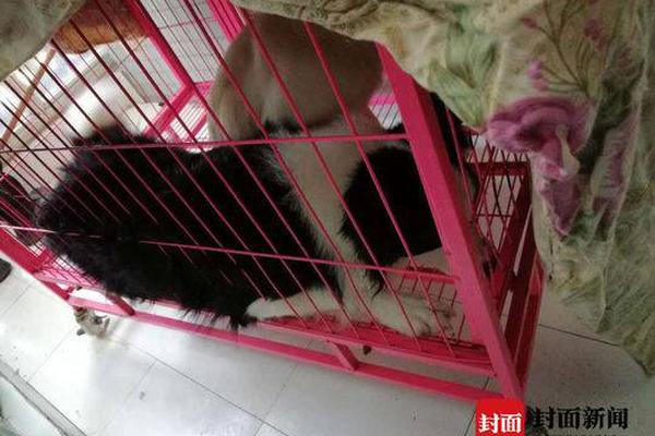 A study revealed that pet therapy can reduce anxiety in hospital patients