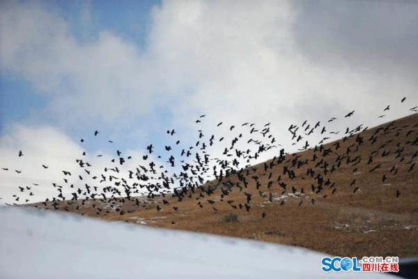 Park rangers lead guided tours to observe wildlife in their natural habitat