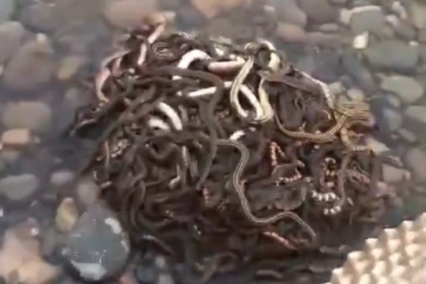 Skateboard competition awards $5,000 prize to best amateur rider